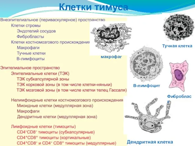 Клетки тимуса макрофаг В-лимфоцит Тучная клетка Дендритная клетка Фибробласт