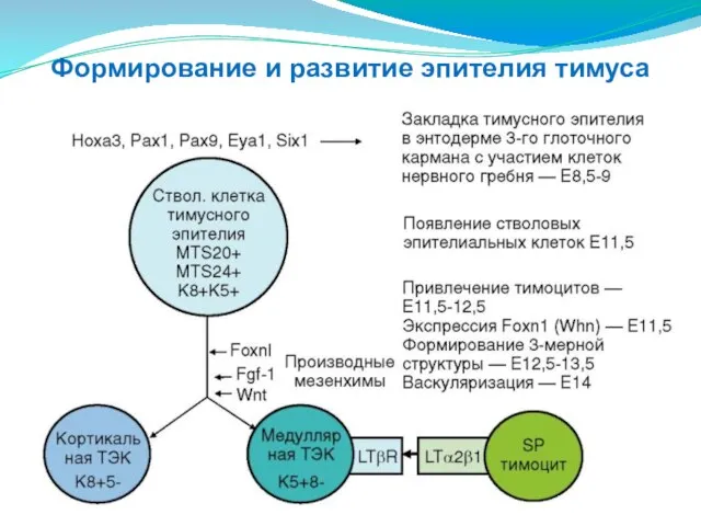 Формирование и развитие эпителия тимуса