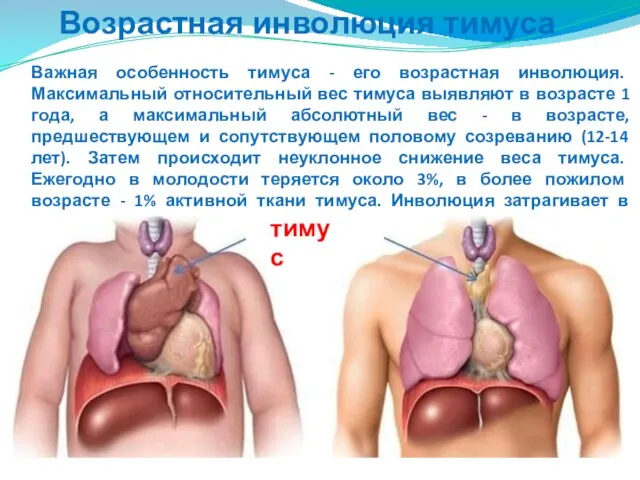 Возрастная инволюция тимуса Важная особенность тимуса - его возрастная инволюция. Максимальный