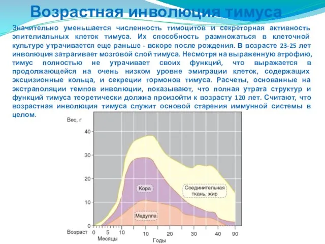 Возрастная инволюция тимуса Значительно уменьшается численность тимоцитов и секреторная активность эпителиальных