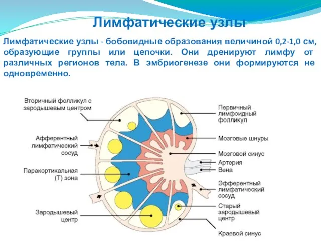 Лимфатические узлы - бобовидные образования величиной 0,2-1,0 см, образующие группы или