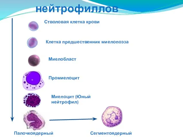 Развитие нейтрофиллов Стволовая клетка крови Клетка предшественник миелопоэза Миелобласт Промиелоцит Миелоцит