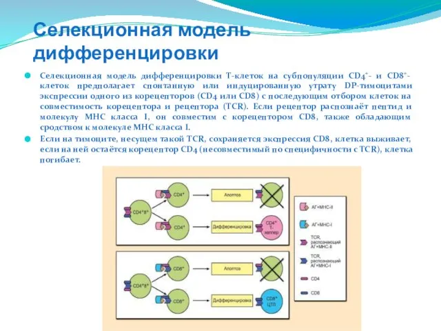 Селекционная модель дифференцировки Селекционная модель дифференцировки Τ-клеток на субпопуляции CD4+- и