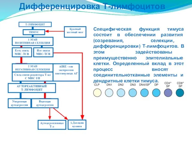 Дифференцировка Т-лимфоцитов Красный костный мозг ТИМУС 1 ЭТАП ПОЗИТИВНАЯ СЕЛЕКЦИЯ 2