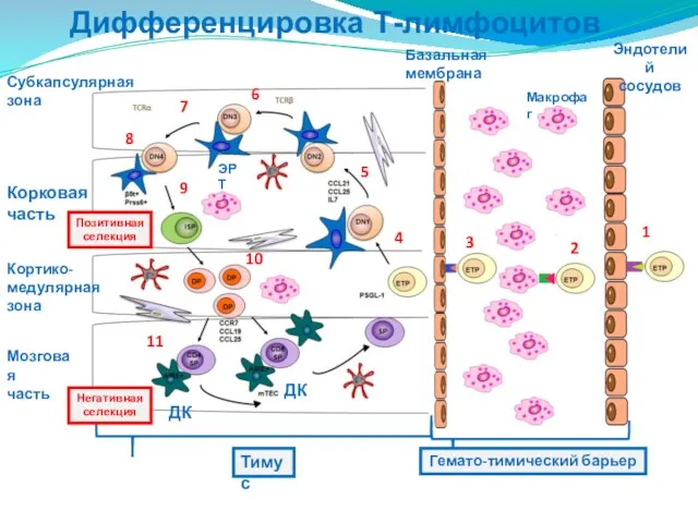 Дифференцировка Т-лимфоцитов Субкапсулярная зона Корковая часть Кортико- медулярная зона Мозговая часть