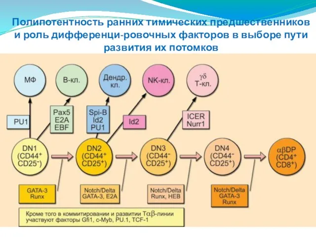 Полипотентность ранних тимических предшественников и роль дифференци-ровочных факторов в выборе пути развития их потомков