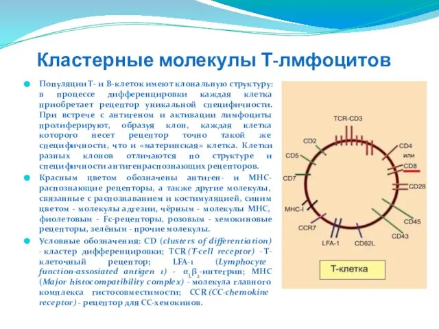 Кластерные молекулы Т-лмфоцитов Популяции Т- и В-клеток имеют клональную структуру: в