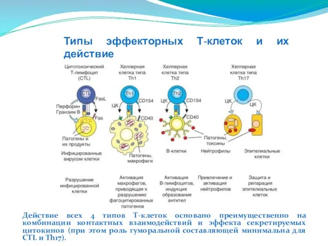 Типы эффекторных Т-клеток и их действие Действие всех 4 типов Т-клеток