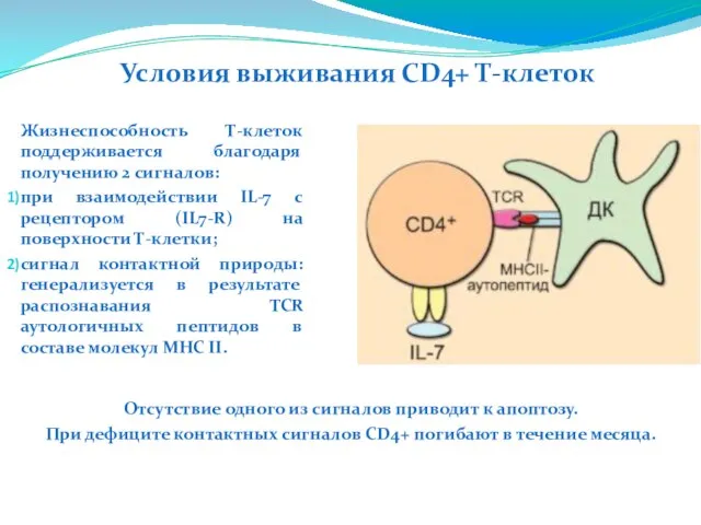 Жизнеспособность Т-клеток поддерживается благодаря получению 2 сигналов: при взаимодействии IL-7 с