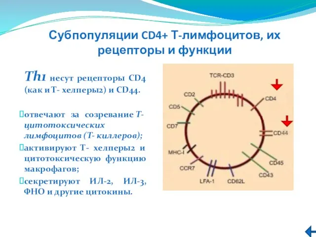 Субпопуляции CD4+ Т-лимфоцитов, их рецепторы и функции Тh1 несут рецепторы CD4