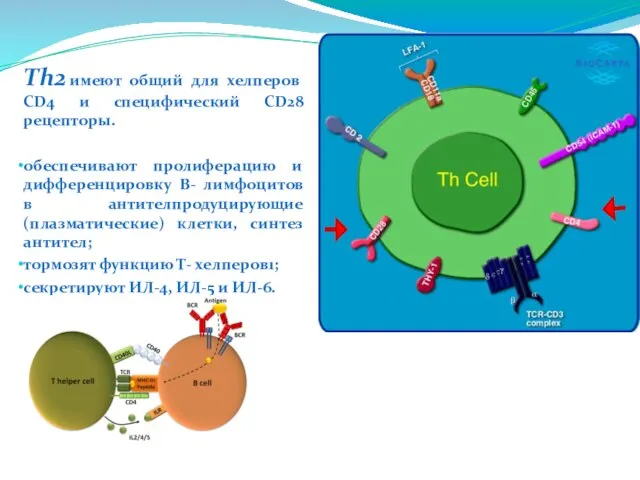 Тh2 имеют общий для хелперов CD4 и специфический CD28 рецепторы. обеспечивают