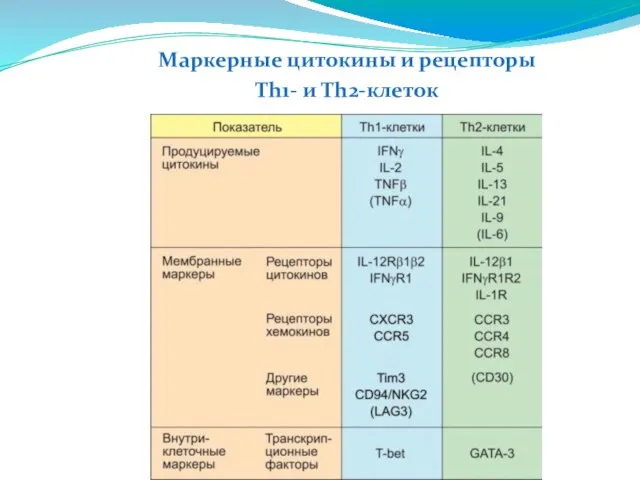 Маркерные цитокины и рецепторы Th1- и Th2-клеток