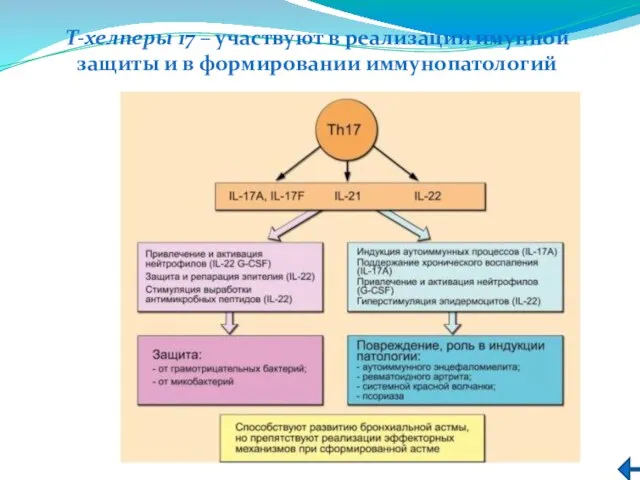 T-хелперы 17 – участвуют в реализации имунной защиты и в формировании иммунопатологий