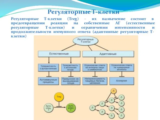 Регуляторные Т-клетки (Treg) – их назначение состоит в предотвращении реакции на