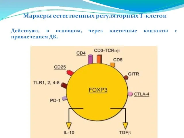 Маркеры естественных регуляторных Т-клеток Действуют, в основном, через клеточные контакты с привлечением ДК.