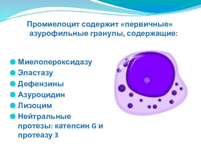 Миелопероксидазу Эластазу Дефензины Азуроцидин Лизоцим Нейтральные протезы: катепсин G и протеазу