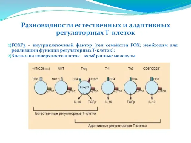 Разновидности естественных и адаптивных регуляторных Т-клеток FOXP3 – внутриклеточный фактор (ген