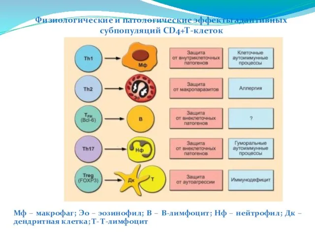 Физиологические и патологические эффекты адаптивных субпопуляций CD4+Т-клеток Мф – макрофаг; Эо