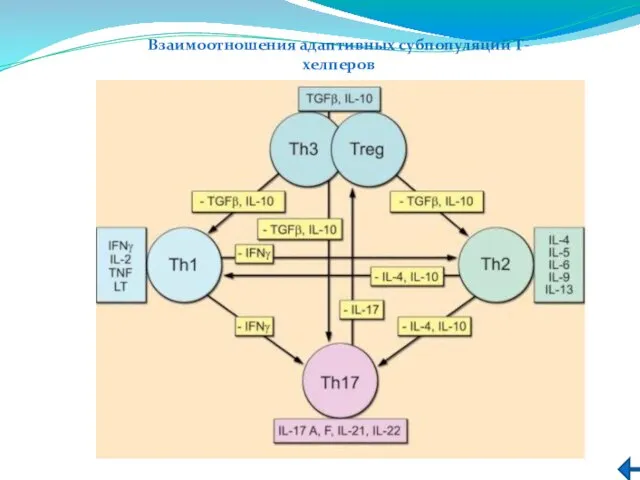 Взаимоотношения адаптивных субпопуляций Т-хелперов