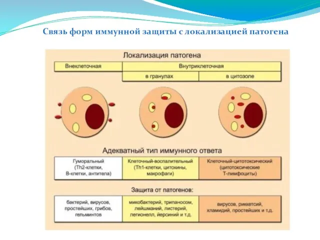 Связь форм иммунной защиты с локализацией патогена