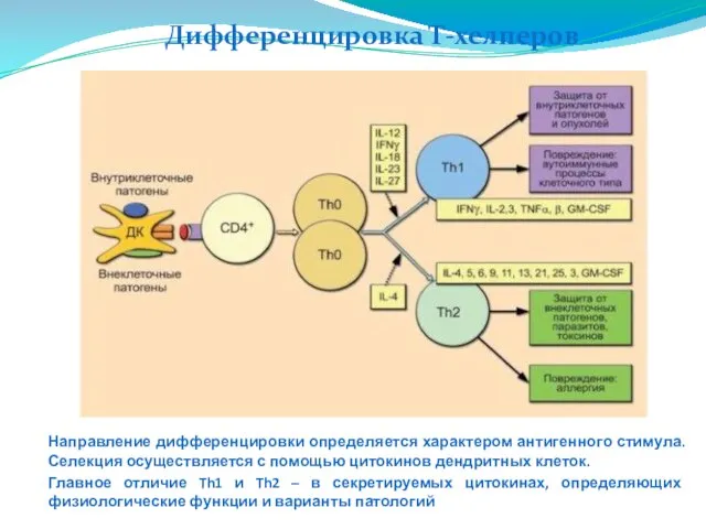 Дифференцировка Т-хелперов Направление дифференцировки определяется характером антигенного стимула. Селекция осуществляется с