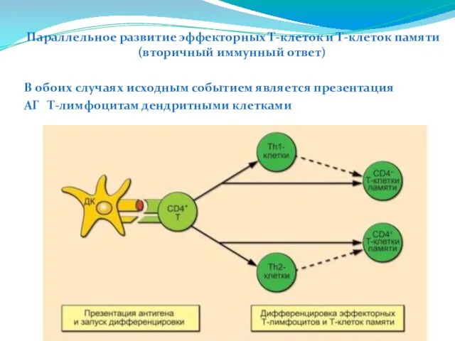 Параллельное развитие эффекторных Т-клеток и Т-клеток памяти (вторичный иммунный ответ) В