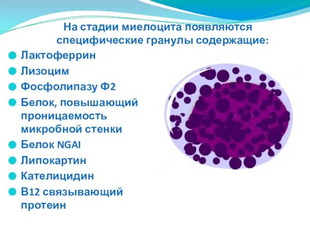 Лактоферрин Лизоцим Фосфолипазу Ф2 Белок, повышающий проницаемость микробной стенки Белок NGAI