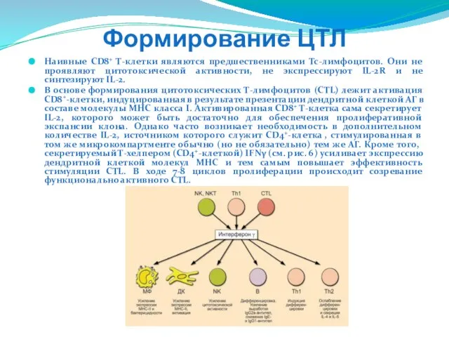 Формирование ЦТЛ Наивные CD8+ Т-клетки являются предшественниками Tc-лимфоцитов. Они не проявляют