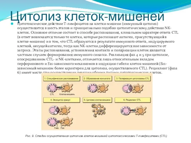 Цитолиз клеток-мишеней Цитотоксическое действие Т-лимфоцитов на клетки-мишени (иммунный цитолиз) осуществляется в