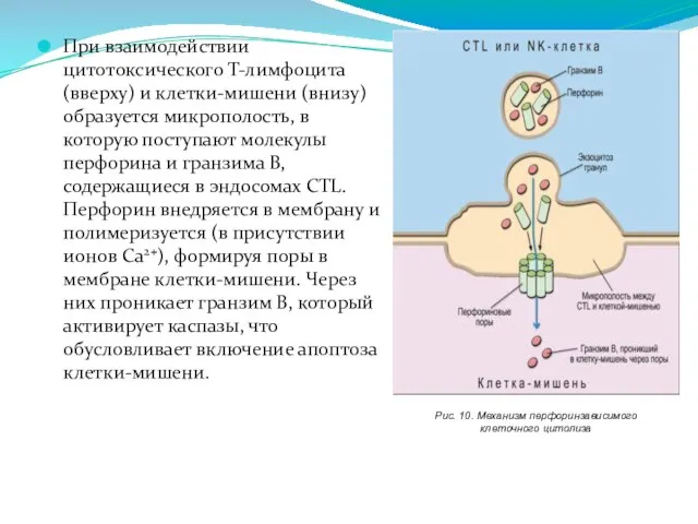При взаимодействии цитотоксического Т-лимфоцита (вверху) и клетки-мишени (внизу) образуется микрополость, в