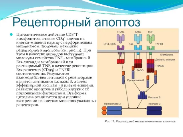 Рецепторный апоптоз Цитолитическое действие СD8+Т-лимфоцитов, а также CD4--клеток на клетки-мишени наряду