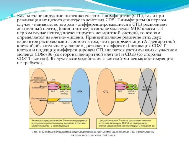 Как на этапе индукции цитотоксических Т-лимфоцитов (CTL), так и при реализации