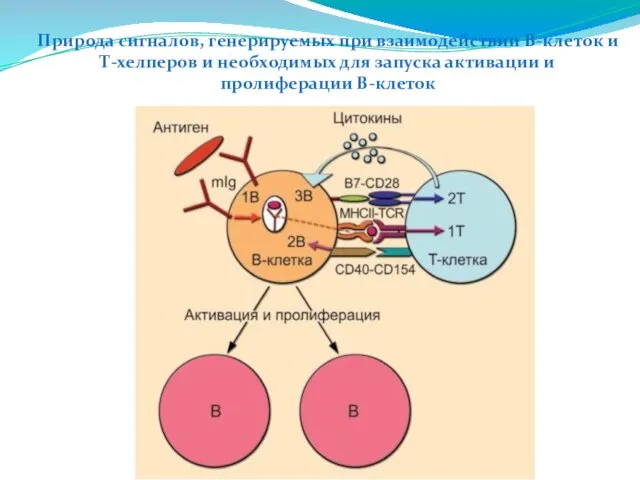 Природа сигналов, генерируемых при взаимодействии В-клеток и Т-хелперов и необходимых для запуска активации и пролиферации В-клеток