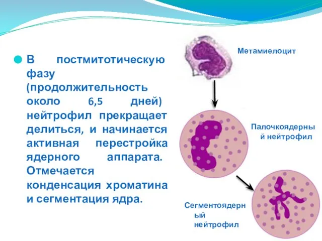 В постмитотическую фазу (продолжительность около 6,5 дней) нейтрофил прекращает делиться, и