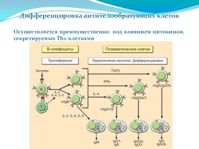 Дифференцировка антителообразующих клеток Осуществляется преимущественно под влиянием цитокинов, секретируемых Th2-клетками