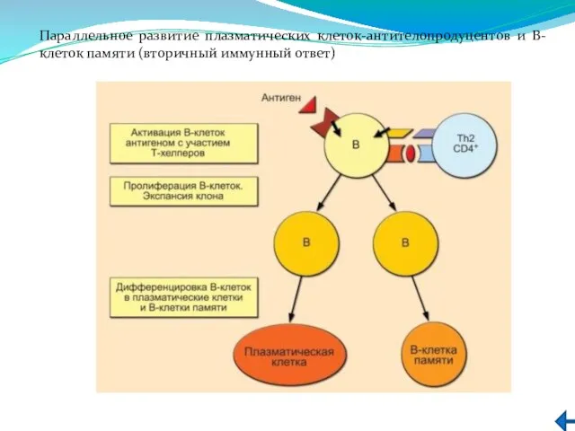 Параллельное развитие плазматических клеток-антителопродуцентов и В-клеток памяти (вторичный иммунный ответ)
