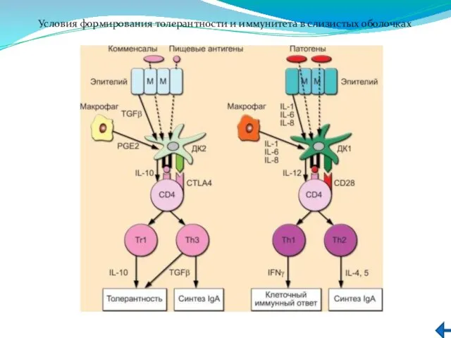 Условия формирования толерантности и иммунитета в слизистых оболочках