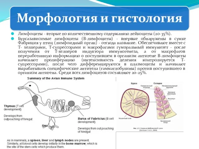 Лимфоциты - вторые по количественному содержанию лейкоциты (20-35%). Бурсазависимые лимфоциты (В-лимфоциты)