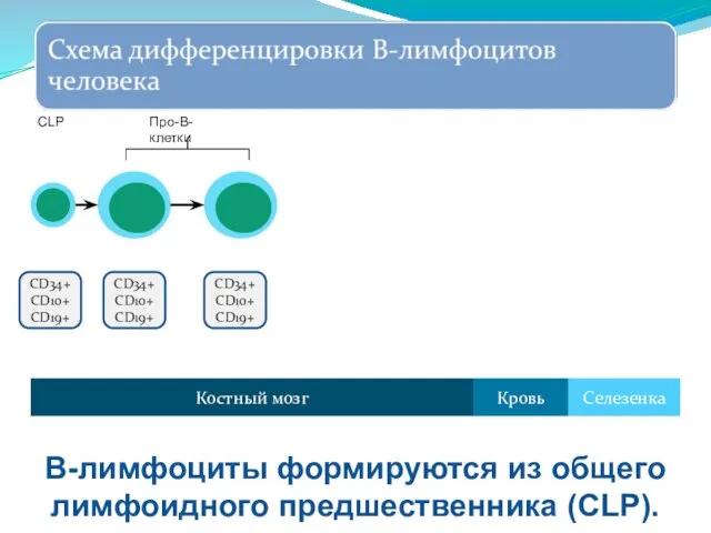 CD34+ CD10+ CD19+ CD34+ CD10+ CD19+ CD34+ CD10+ CD19+ Костный мозг