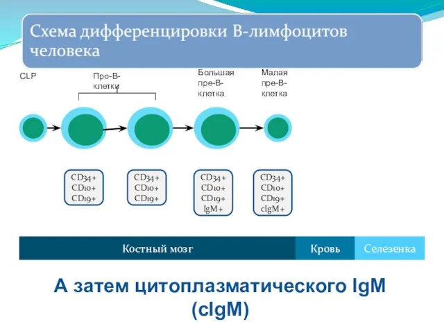 CD34+ CD10+ CD19+ cIgM+ Костный мозг Селезенка Кровь Малая пре-В-клетка А