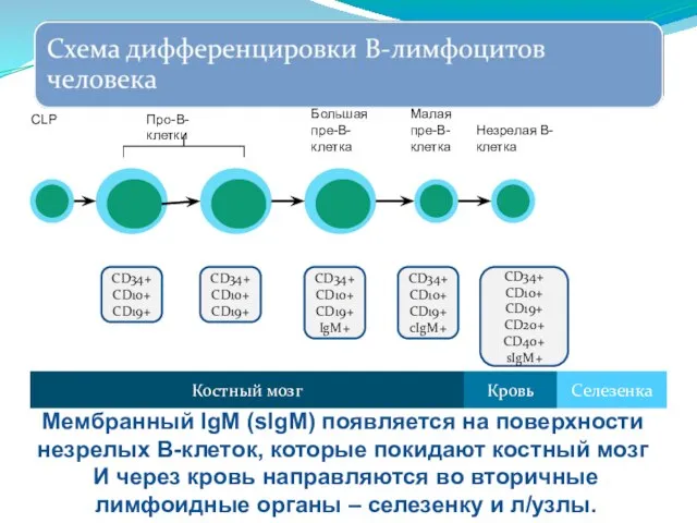 CD34+ CD10+ CD19+ cIgM+ CD34+ CD10+ CD19+ CD20+ CD40+ sIgM+ Костный