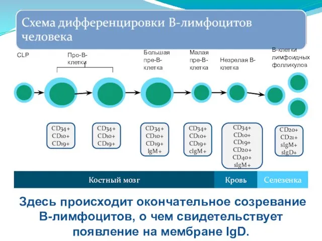 CD34+ CD10+ CD19+ CD20+ CD40+ sIgM+ CD20+ CD21+ sIgM+ sIgD+ Костный