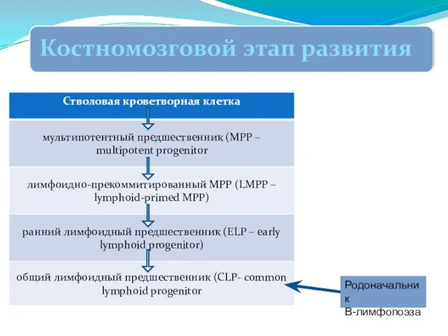 Родоначальник В-лимфопоэза