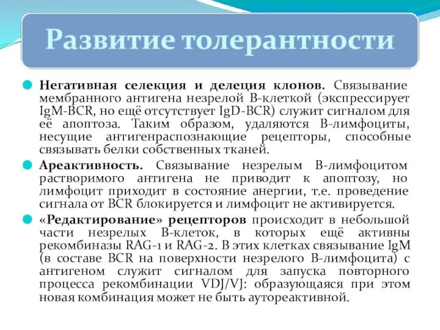 Негативная селекция и делеция клонов. Связывание мембранного антигена незрелой B-клеткой (экспрессирует