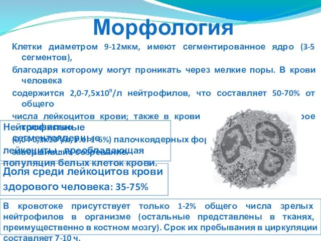 Морфология Нейтрофильные сегментоядерные лейкоциты - преобладающая популяция белых клеток крови. Клетки