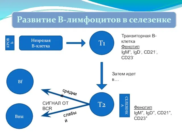 Незрелая В-клетка КРОВЬ Т1 Транзиторная В-клетка Фенотип IgM+, IgD-, CD21-, CD23-