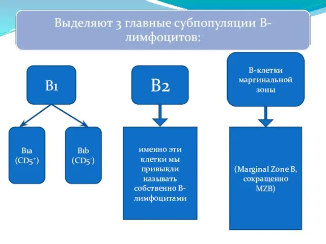 В1 В2 В-клетки маргинальной зоны именно эти клетки мы привыкли называть