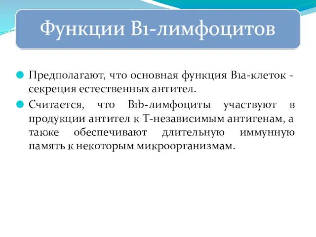 Предполагают, что основная функция B1a-клеток - секреция естественных антител. Считается, что