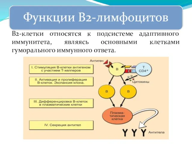 В2-клетки относятся к подсистеме адаптивного иммунитета, являясь основными клетками гуморального иммунного ответа.