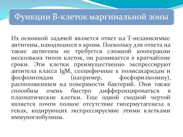 Их основной задачей является ответ на Т-независимые антигены, находящиеся в крови.